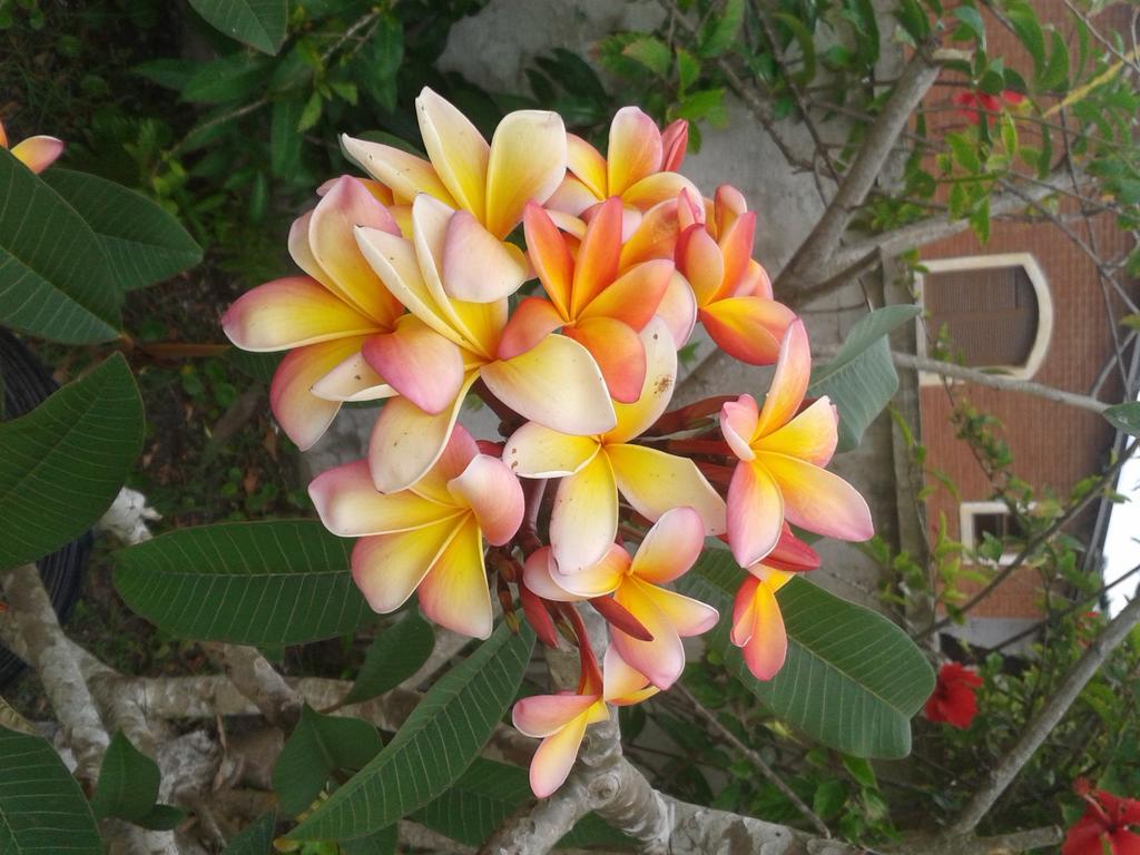 איליה קומפרידה Pousada Canto Da Ilha מראה חיצוני תמונה